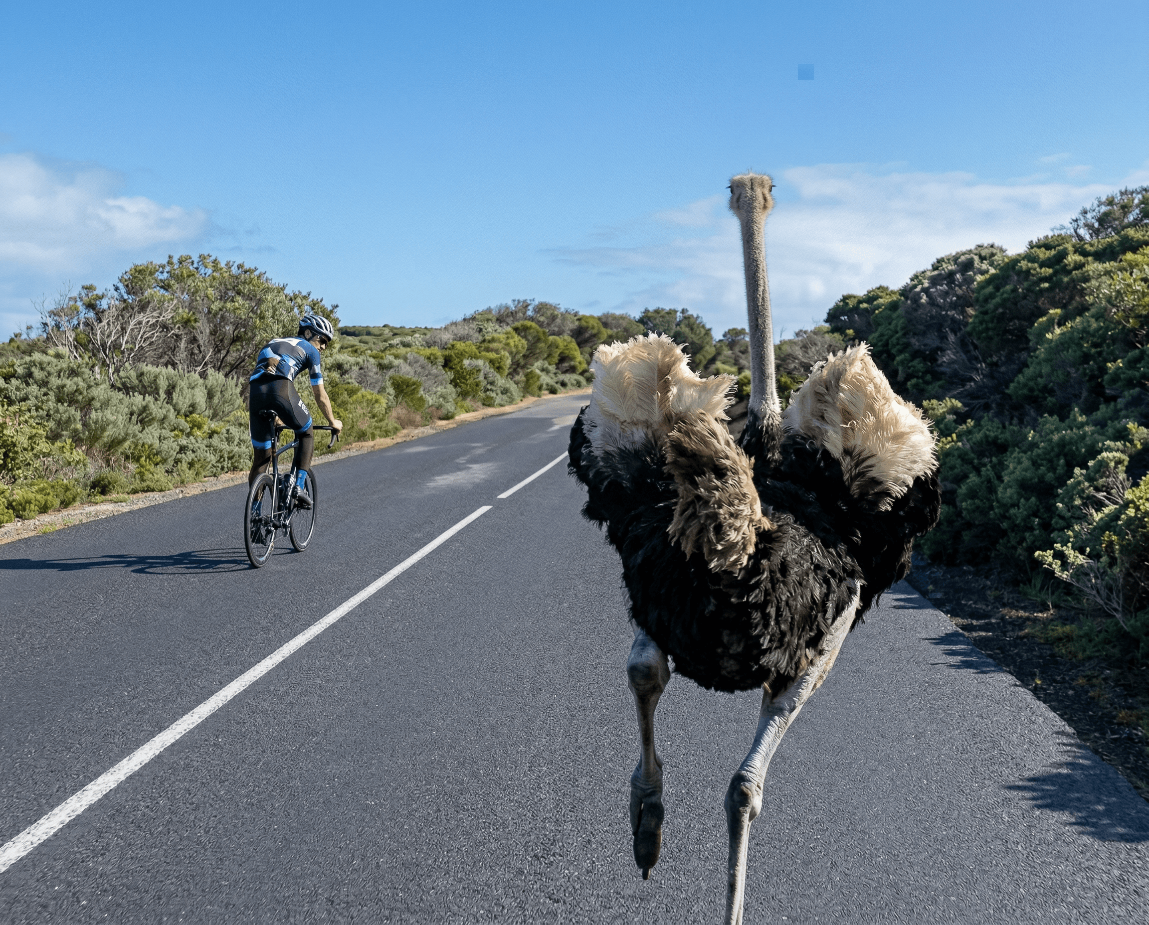 Episode 4: The Ostrich and the Shift to Plan B